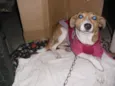 Filó
