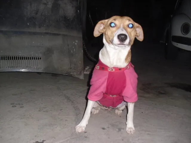 Cachorro ra a Srd idade 2 anos nome Filó 