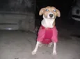 Filó