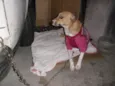 Filó