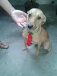 Boris