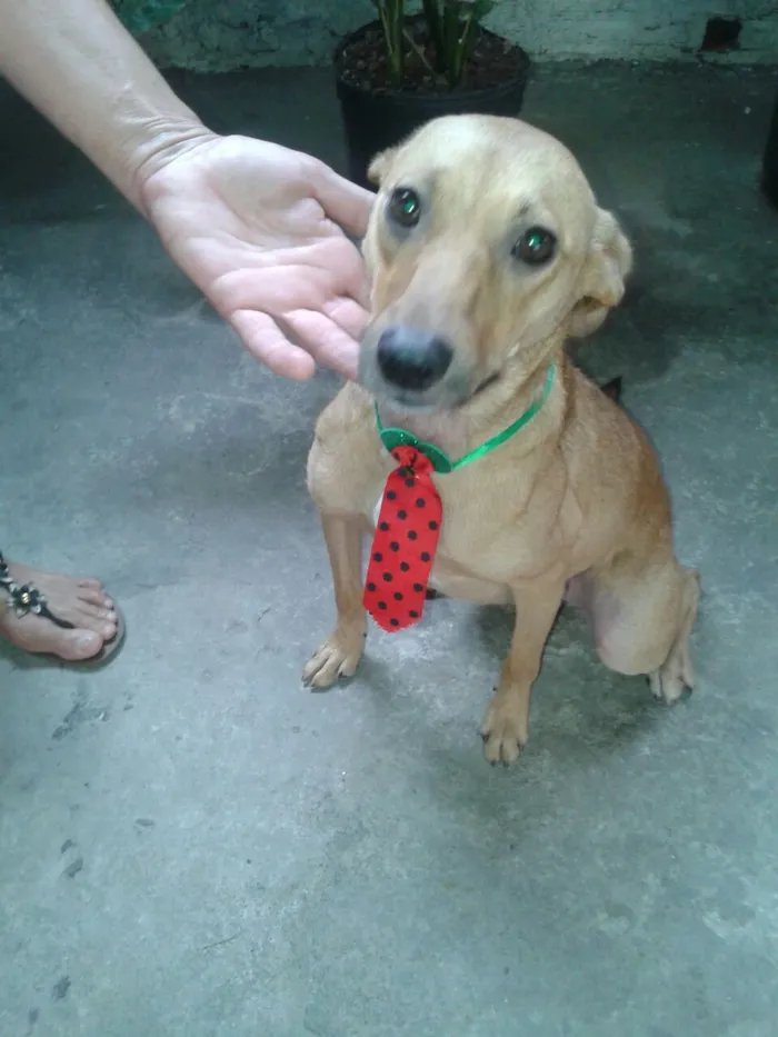 Cachorro ra a Srd idade 2 anos nome Boris 