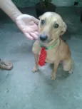 Boris