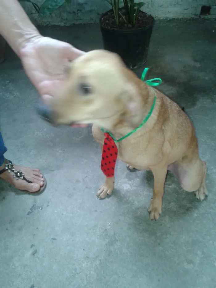 Cachorro ra a Srd idade 2 anos nome Boris 