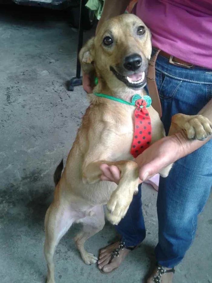 Cachorro ra a Srd idade 2 anos nome Boris 