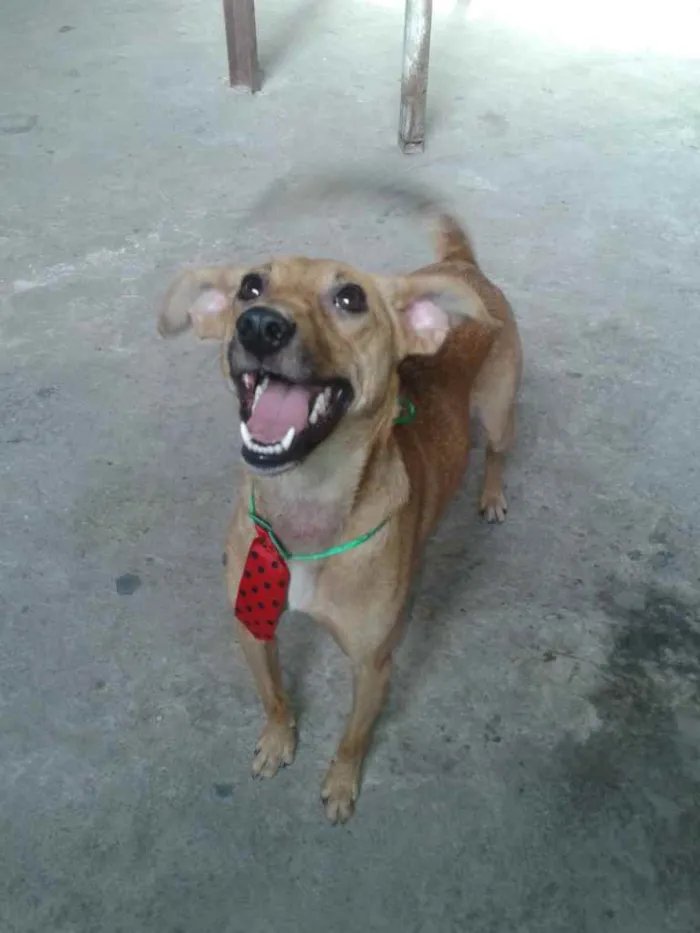Cachorro ra a Srd idade 2 anos nome Boris 