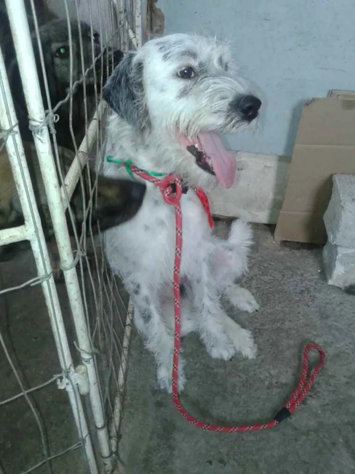 Cachorro ra a Poodle  idade 2 anos nome Bob