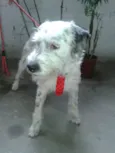 Bob