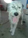 Bob