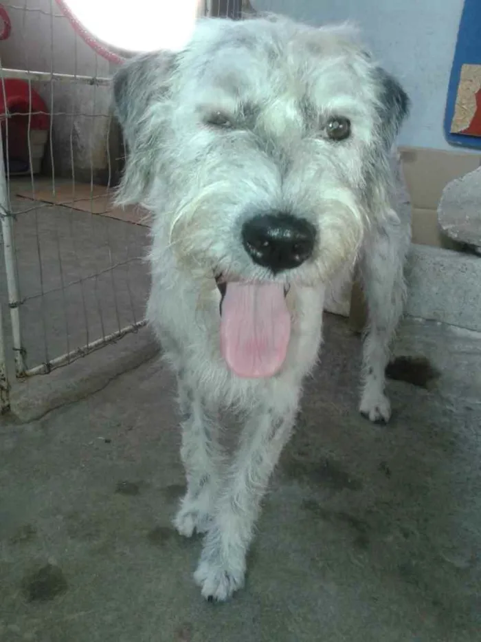 Cachorro ra a Poodle  idade 2 anos nome Bob