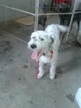 Bob