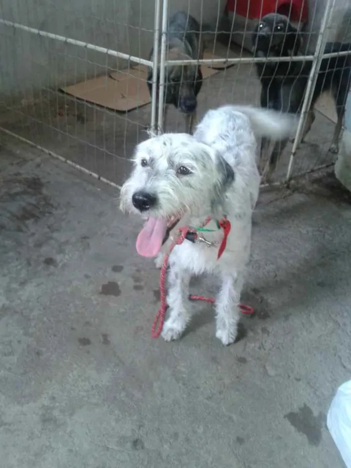 Cachorro ra a Poodle  idade 2 anos nome Bob