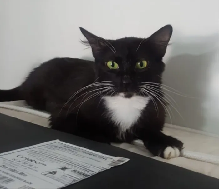 Gato ra a SRD  idade 7 a 11 meses nome ALITA