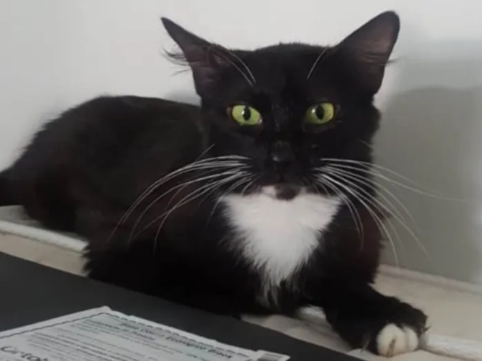Gato ra a SRD  idade 7 a 11 meses nome ALITA