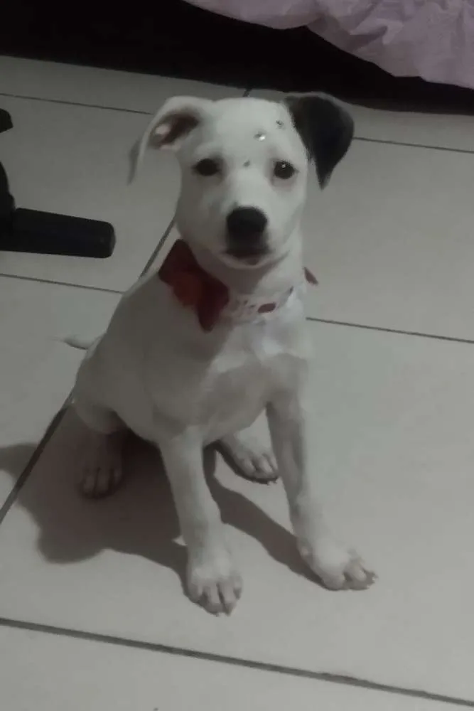 Cachorro ra a SRD idade 2 a 6 meses nome Sara