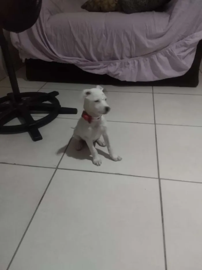 Cachorro ra a SRD idade 2 a 6 meses nome Sara
