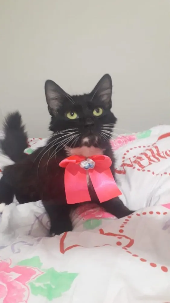 Gato ra a SRD  idade 7 a 11 meses nome ALITA
