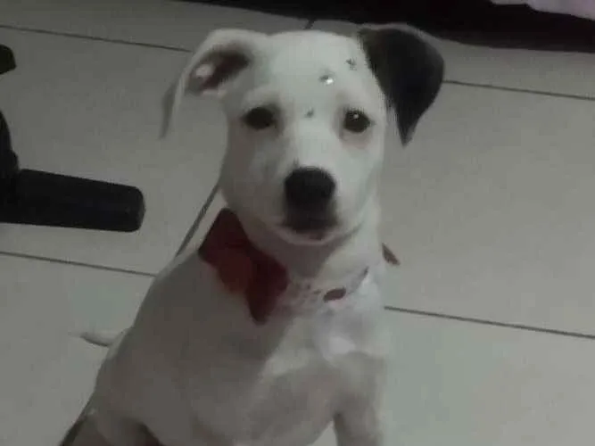 Cachorro ra a SRD idade 2 a 6 meses nome Sara