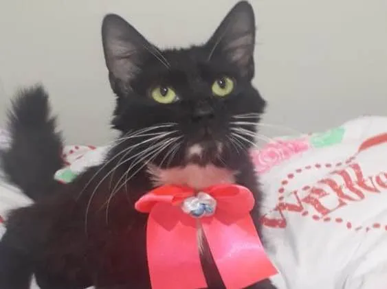 Gato ra a SRD  idade 7 a 11 meses nome ALITA