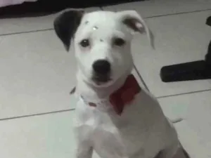 Cachorro raça SRD idade 2 a 6 meses nome Sara