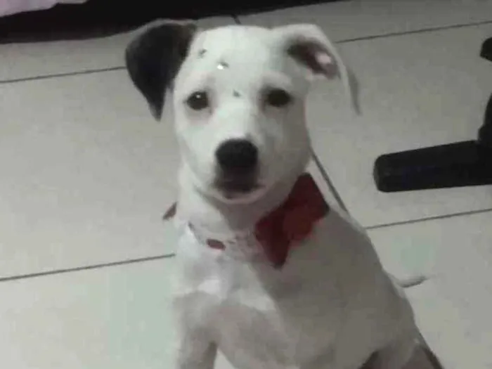 Cachorro ra a SRD idade 2 a 6 meses nome Sara