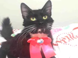 Gato raça SRD  idade 7 a 11 meses nome ALITA