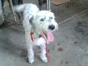 Cachorro raça Poodle  idade 2 anos nome Bob