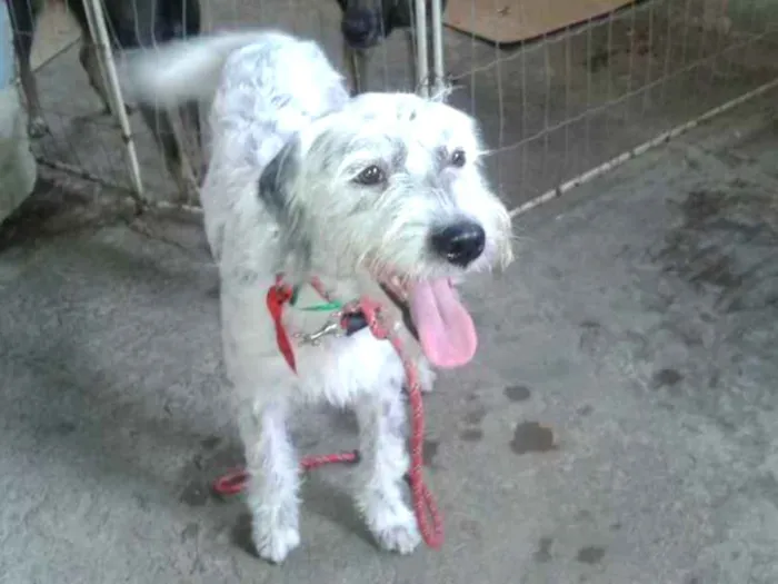 Cachorro ra a Poodle  idade 2 anos nome Bob