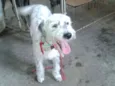 Bob