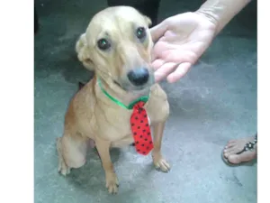 Cachorro raça Srd idade 2 anos nome Boris 