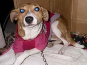 Cachorro raça Srd idade 2 anos nome Filó 