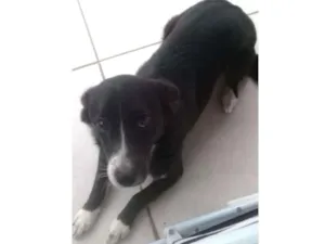 Cachorro raça Vira lata idade 2 anos nome Princesa