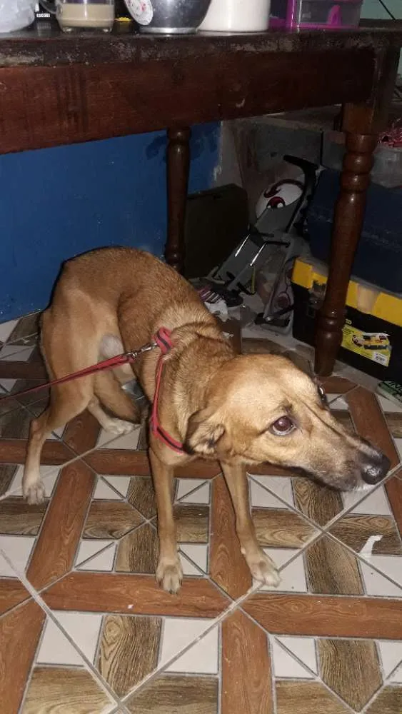 Cachorro ra a Vira lata idade 2 anos nome Zafira