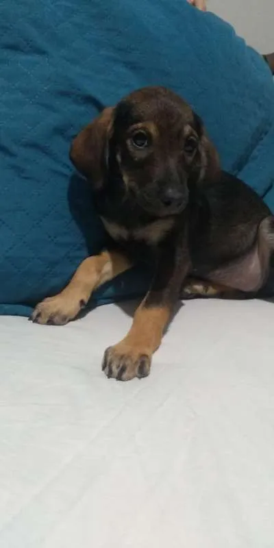 Cachorro ra a  idade Abaixo de 2 meses nome Não tem nome ainda!