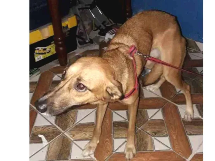 Cachorro ra a Vira lata idade 2 anos nome Zafira