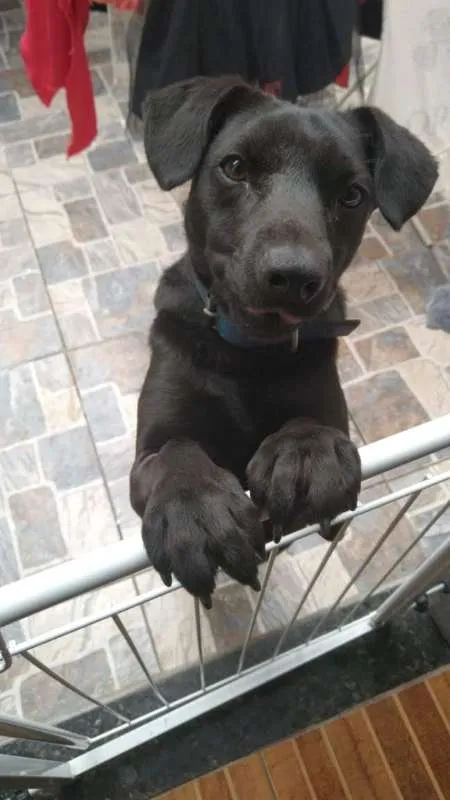 Cachorro ra a srd idade 2 anos nome Batman