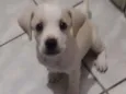 Nina