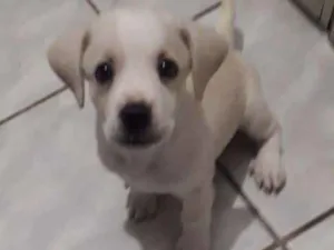 Cachorro raça Misturada idade Abaixo de 2 meses nome Nina
