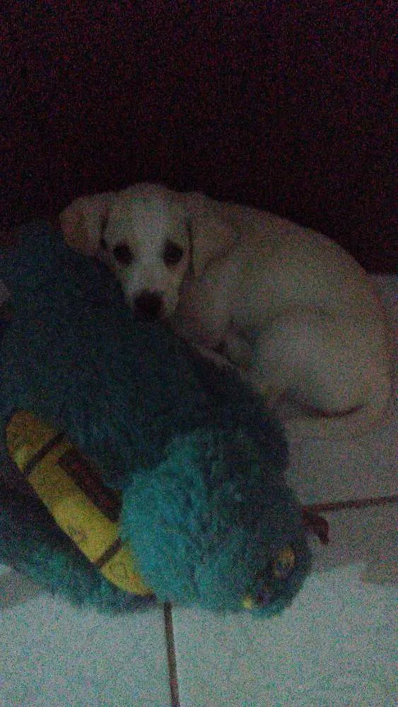 Cachorro ra a Misturada idade Abaixo de 2 meses nome Nina