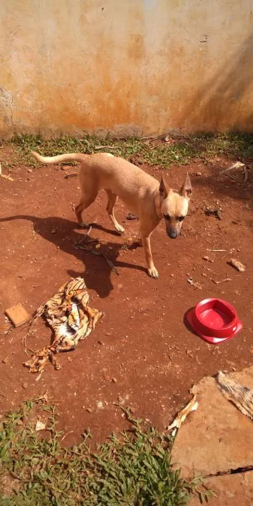 Cachorro ra a SRD idade 1 ano nome Luci