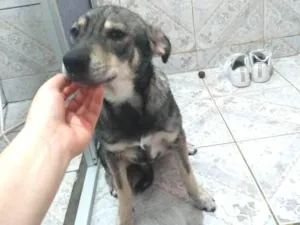 Cachorro raça SRD idade 1 ano nome Pepe