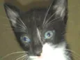 Tom
