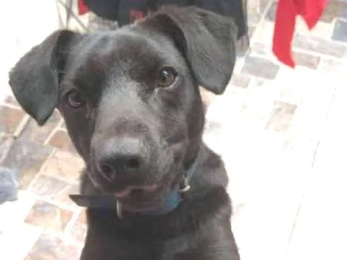 Cachorro ra a srd idade 2 anos nome Batman