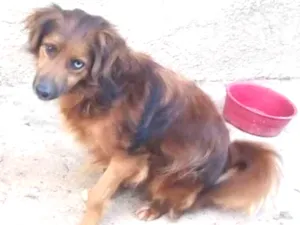 Cachorro raça SRD idade 3 anos nome Mutante