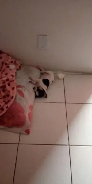 Cachorro raça Indefinida idade Abaixo de 2 meses nome Menina