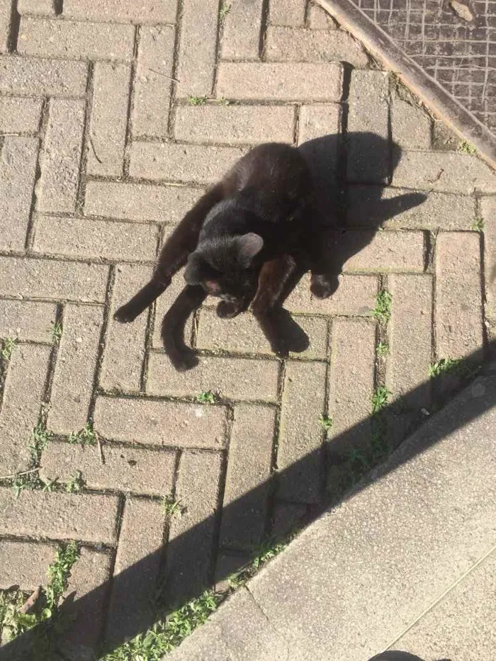 Gato ra a  idade 2 a 6 meses nome Lourenço 