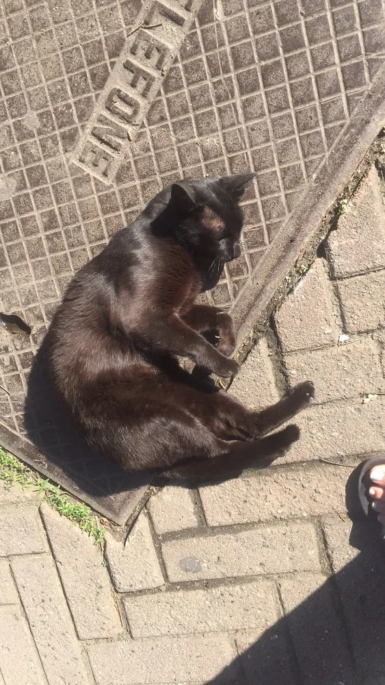 Gato ra a  idade 2 a 6 meses nome Lourenço 