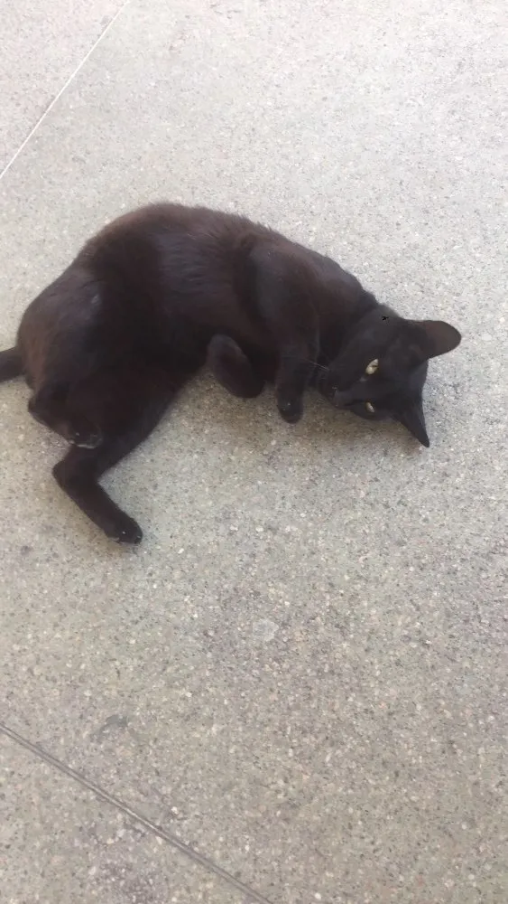 Gato ra a  idade 2 a 6 meses nome Lourenço 