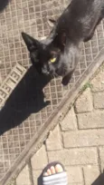 Lourenço 