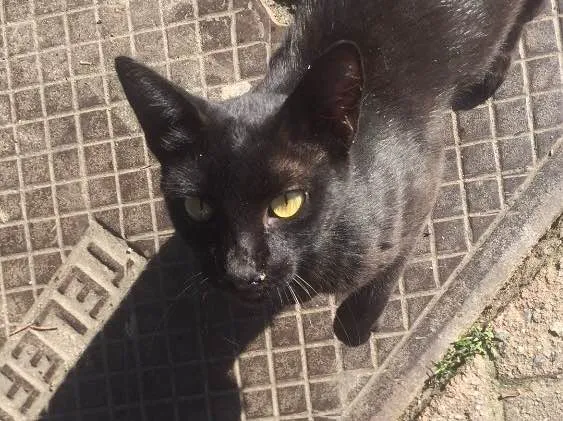 Gato ra a  idade 2 a 6 meses nome Lourenço 